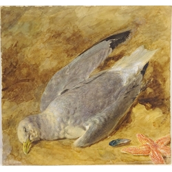 Study of a Seagull and a Starfish, watercolour signed by William Henry Hunt (British 1790-1864) 34cm x 36cm (unframed)   