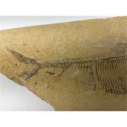 Two fossilised fish (Knightia alta) each in an individual matrix, age; Eocene period, location; Green River Formation, Wyoming, USA, largest matrix H8cm, L16cm