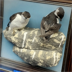 Taxidermy: 20th century cased pair of Little Auks (Alle alle), full mounts standing upon a simulated rocky ledge, set against a light blue painted backdrop, encased within a five pane display case with frame mount, with taxidermy paper label verso detailed David Astley Taxidermist, H38cm L40cm D12.5cm 