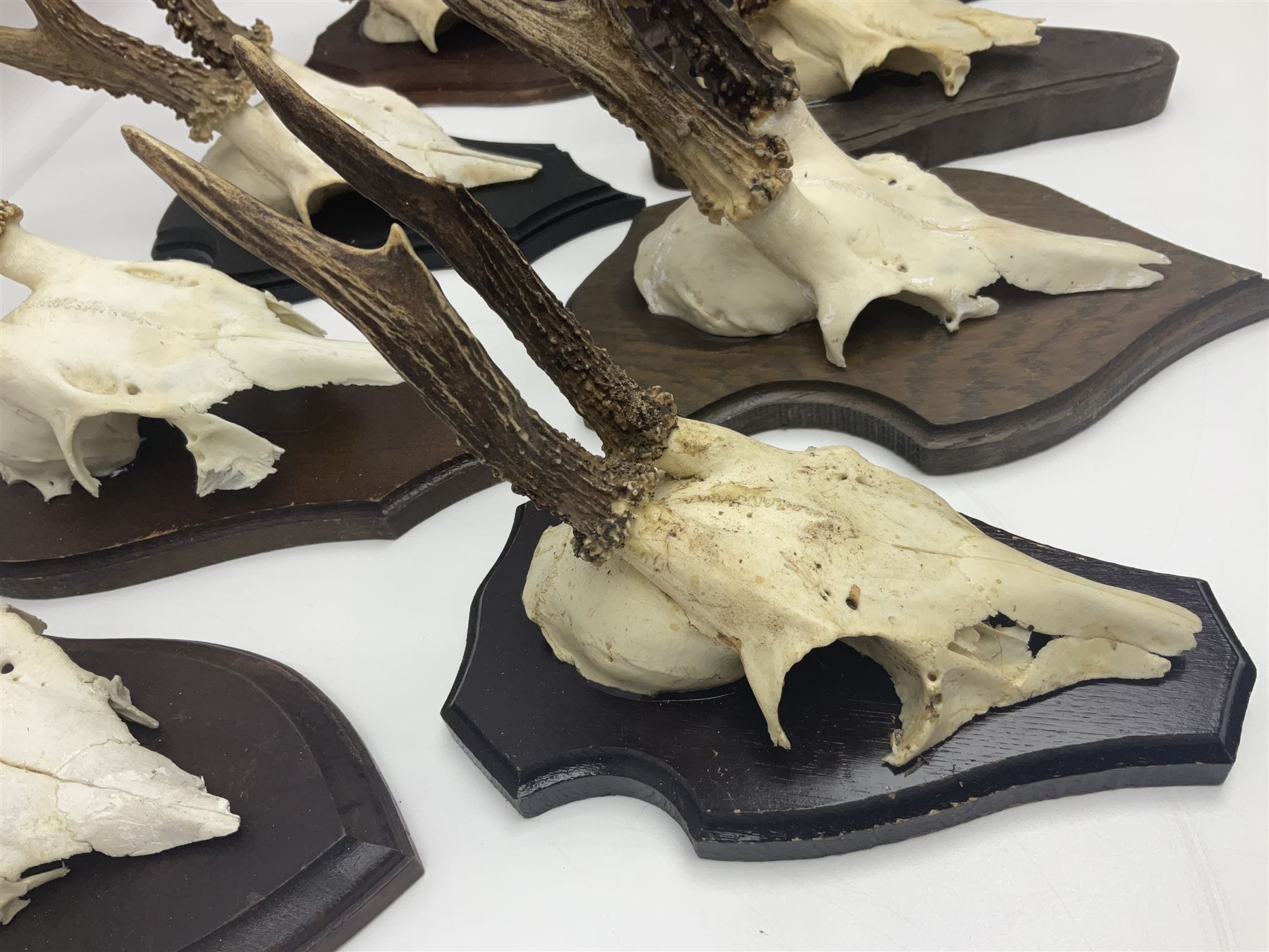 Antlers/Horns: Roe Deer (Capreolus capreolus) ten pairs of roe deer antlers mounted upon wooden shields, shield H20cm 