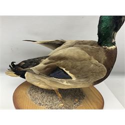 Taxidermy; Barnacle goose (Branta leucopsis), full adult mount, upon a rectangular base, together with Mallard (Anas platyrhynchos), full mount drake, upon an oval base, goose H28cm