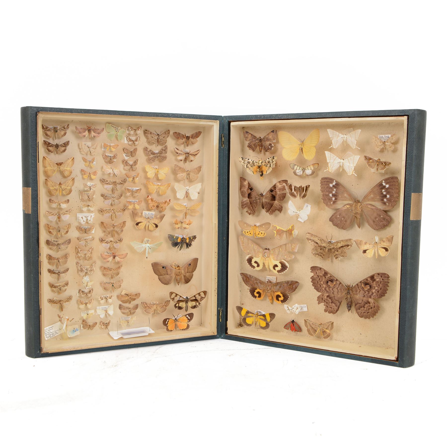 Entomology: Victorian storebox of World Moths, with approximately nine-five  20th century fourteen specimens, with attached data labels, all pinned, the storebox designed to look like two books when closed, storebox shut H33cm, L28cm
