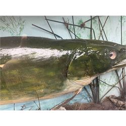 Taxidermy: Cased Northern Pike (Esox lucius), by R. Jackson, dated 1901, a large preserved skin mount set within a rocky river bed, enclosed within a large three panel glass display case, L101cm, H42cm