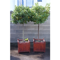  Pair of Bay trees in square wooden planters, H200cm, W50cm, D50cm (2)   
