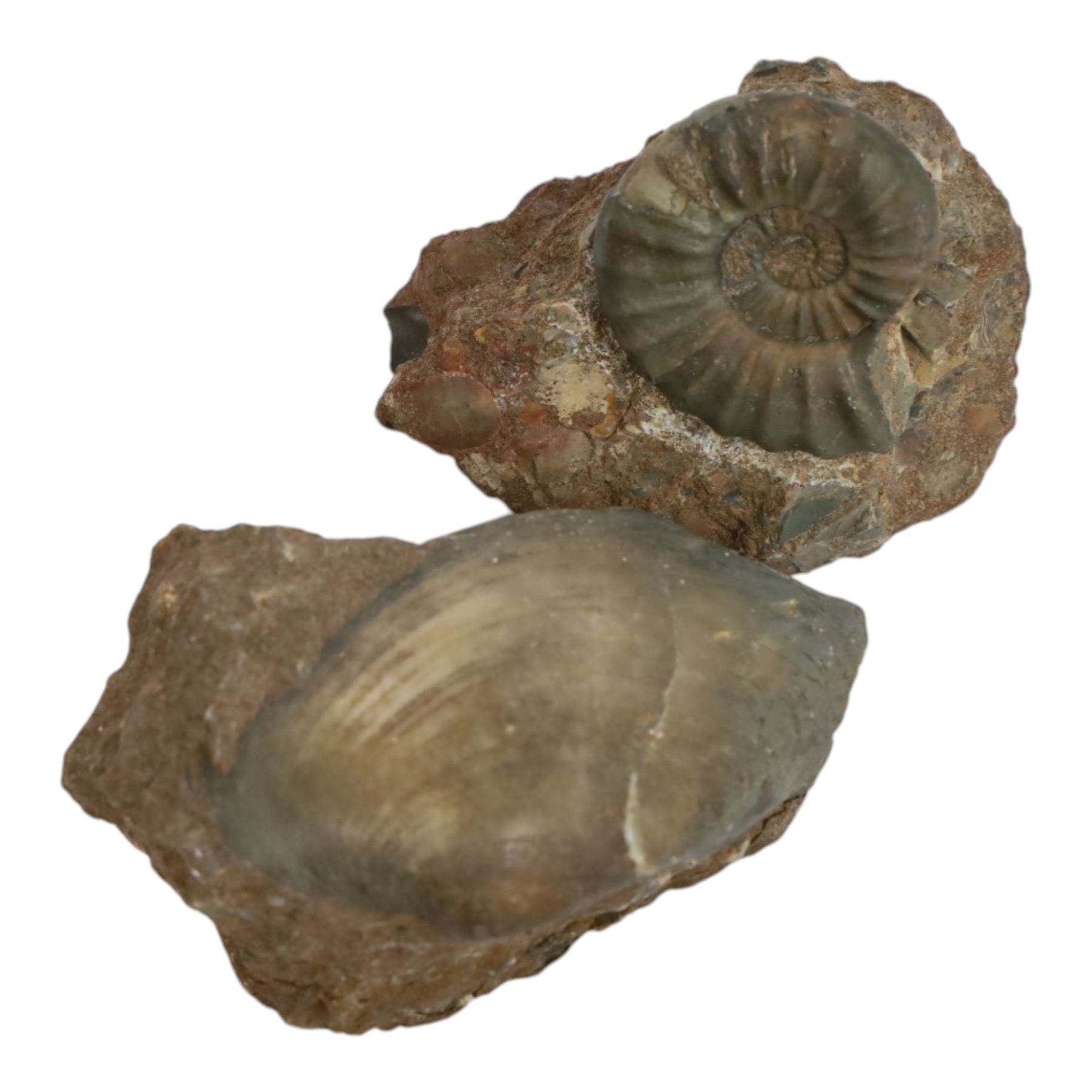 Aegasteroceras sp (ammonite) age; Lower Jurassic period, location; Scunthorpe, England, Cardinia hybrida (bivalve), age Jurassic period, location; Scunthorpe England, Promicroceras Planicosta (ammonites) age; Jurassic period, loication; Lyme Regis, England and other English specimens    