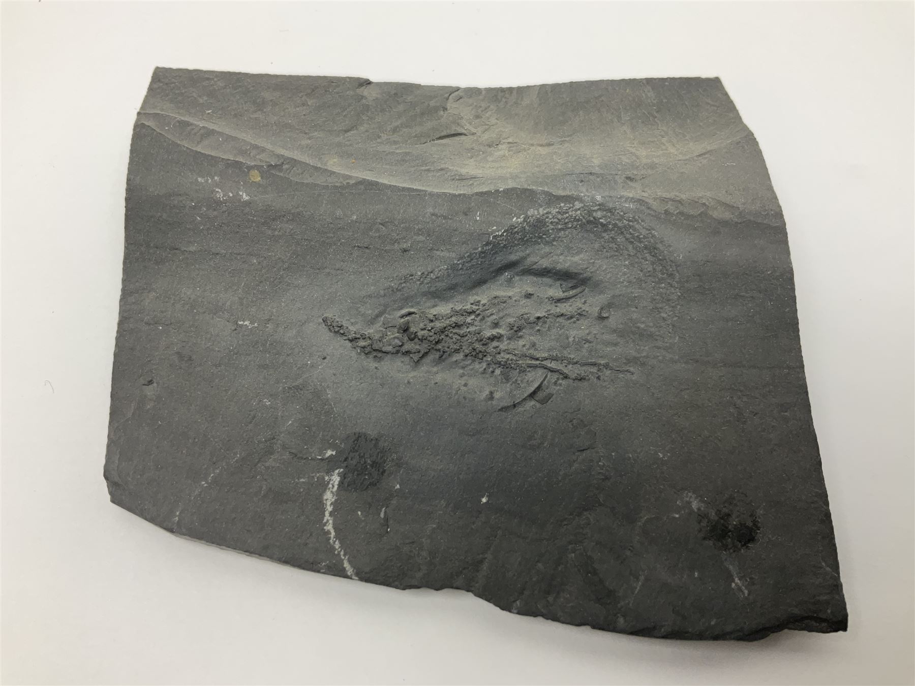 Two Crinoid slabs, age; Mississippian period, location; Gilmore City Formation, Iowa, largest slab H9cm, L10cm