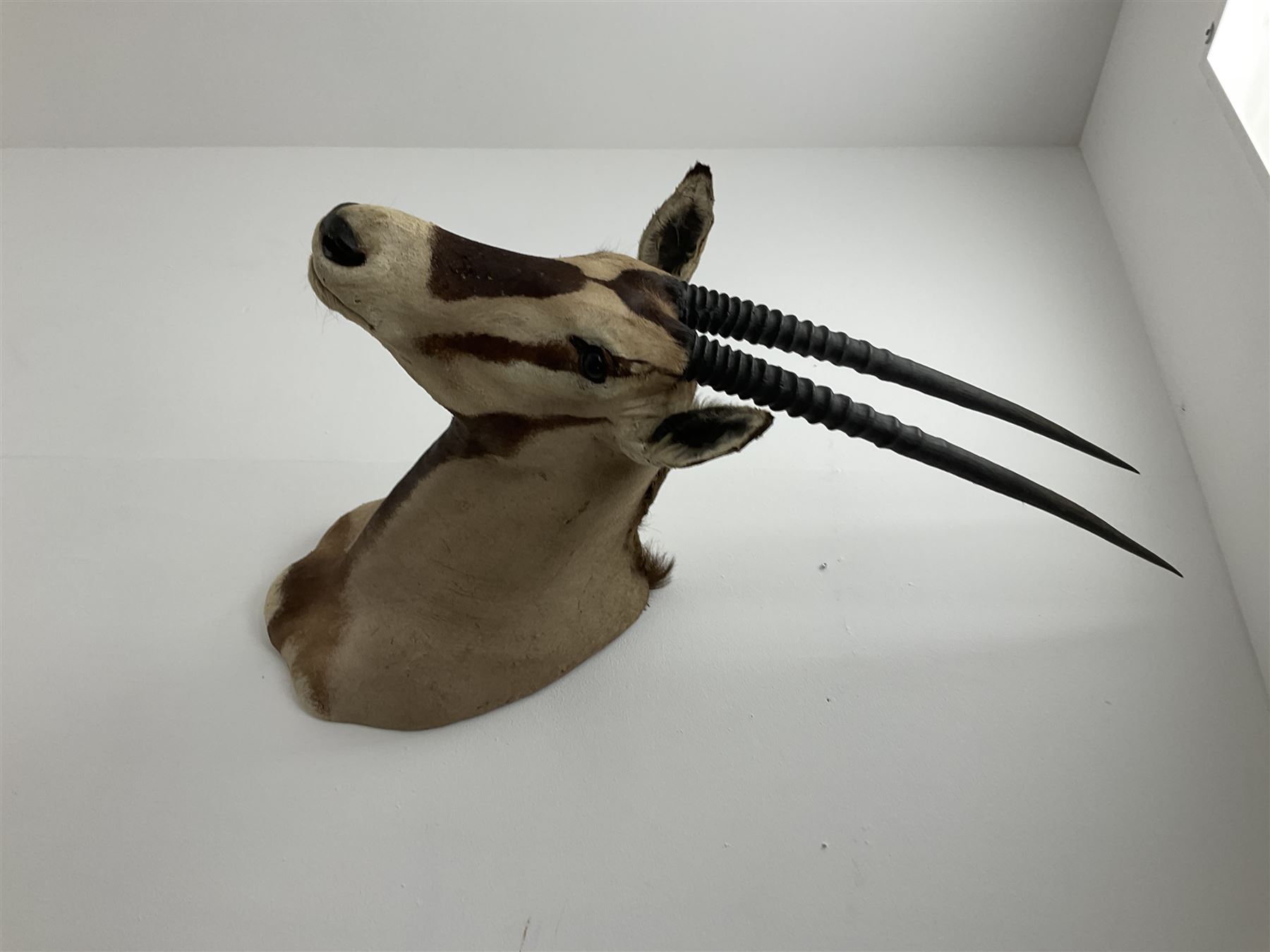 Taxidermy: Beisa Oryx (Oryx beisa beisa), adult male shoulder mount looking straight ahead, approximately H120cm