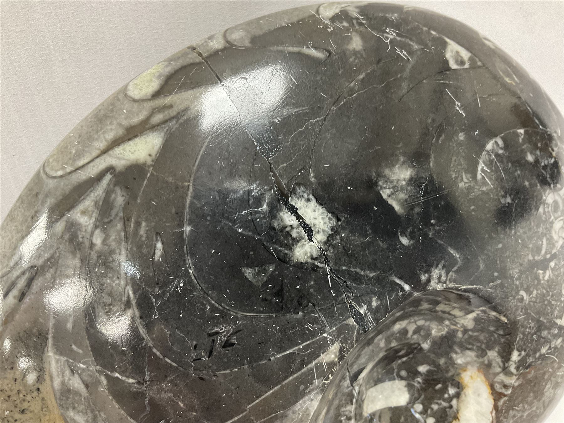 Large polished goniatite, age Devonian period, location Morocco, H16cm, L22cm