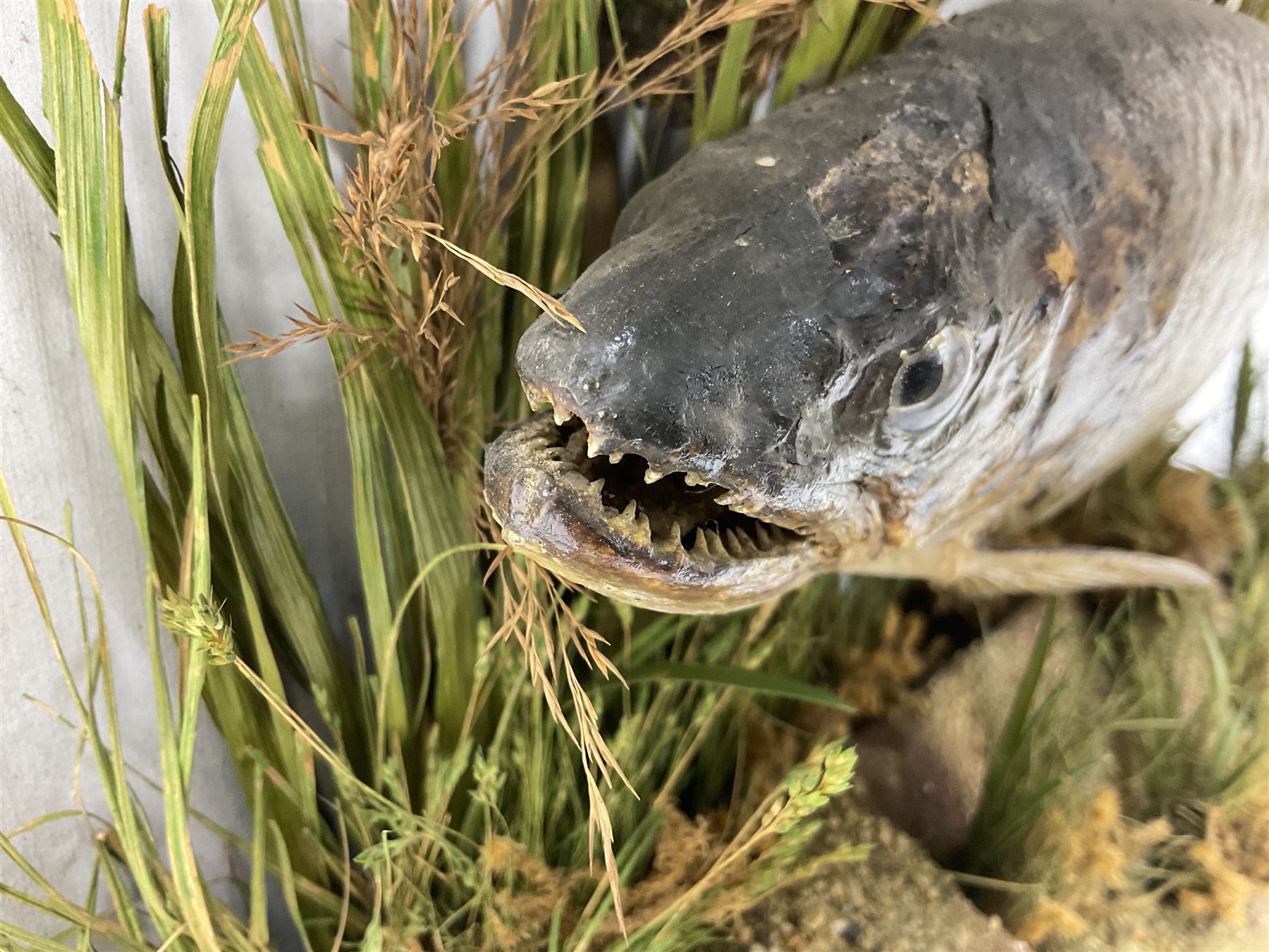 Taxidermy: Brown trout (Salmo trutta), preserved by John Cooper & Sons, 28 Radnor Street, St Luke's, London, skin mount set above a pebbled river bed with reeds and grasses, set against blue painted back drop, inscription to the back drop 'Trout caught by Rev R.S. Ricketts at Kirkham Bridge July 1st 1890, artificial fly, weight 1.5lb', L50cm H26cm 