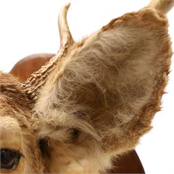 Taxidermy - White-tailed Deer (Odocoileus virginianus), adult male stag shoulder mount looking outward, eight-point antlers mounted on wooden shield, projection from wall 63cm 
