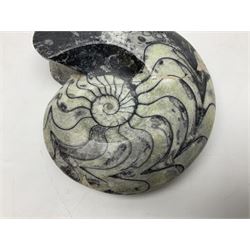 Polished Goniatite; Devonian period, H13cm, L16cm 