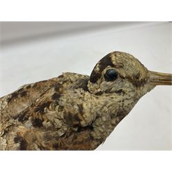 Taxidermy: Woodcock (Scolopax rusticola) standing on a log and grassy mound, on an oval wooden base H31cm