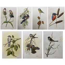 Miles Hopper (British 20th century): Bird Studies, set seven watercolour signed and dated 1974-1978, 30cm x 22cm (7) (two unframed)