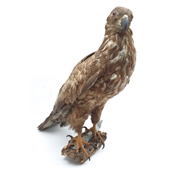 Taxidermy: Large Golden Eagle (Aquila chrysaetos) circa 1920, mounted on open display with naturalistic branch work base, H81cm
