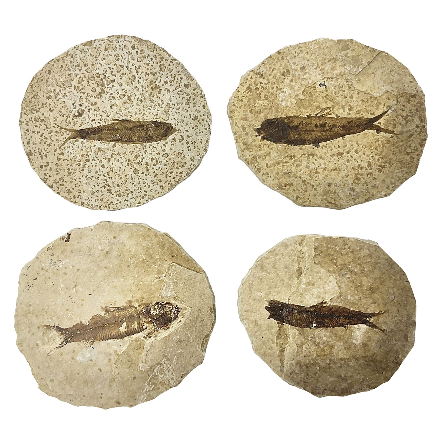 Four fossilised fish (Knightia alta) each in an individual matrix; age; Eocene period, location; Green River Formation, Wyoming, USA, largest matrix H8cm, L10cm
