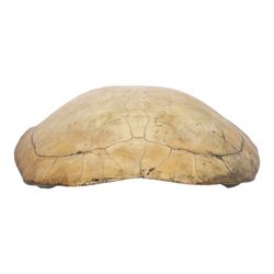 Natural History: Giant South American River Turtle Blonde Shell (Podocnemis expansa), circa 1900, L54cm, W40cm CITES Annex B, Appendix II; Not for sale to buyers outside the UK
