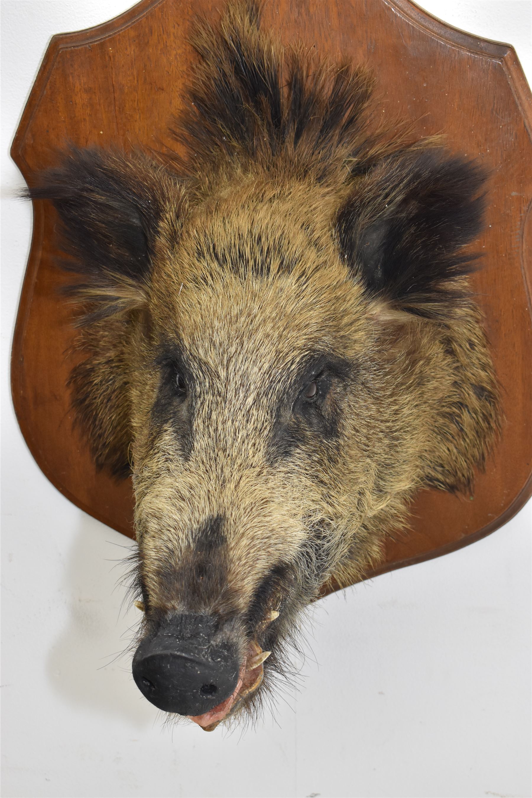 Taxidermy: European Wild Boar (Sus scrofa), adult male neck mount looking straight ahead, upon a wooden shield D45cm