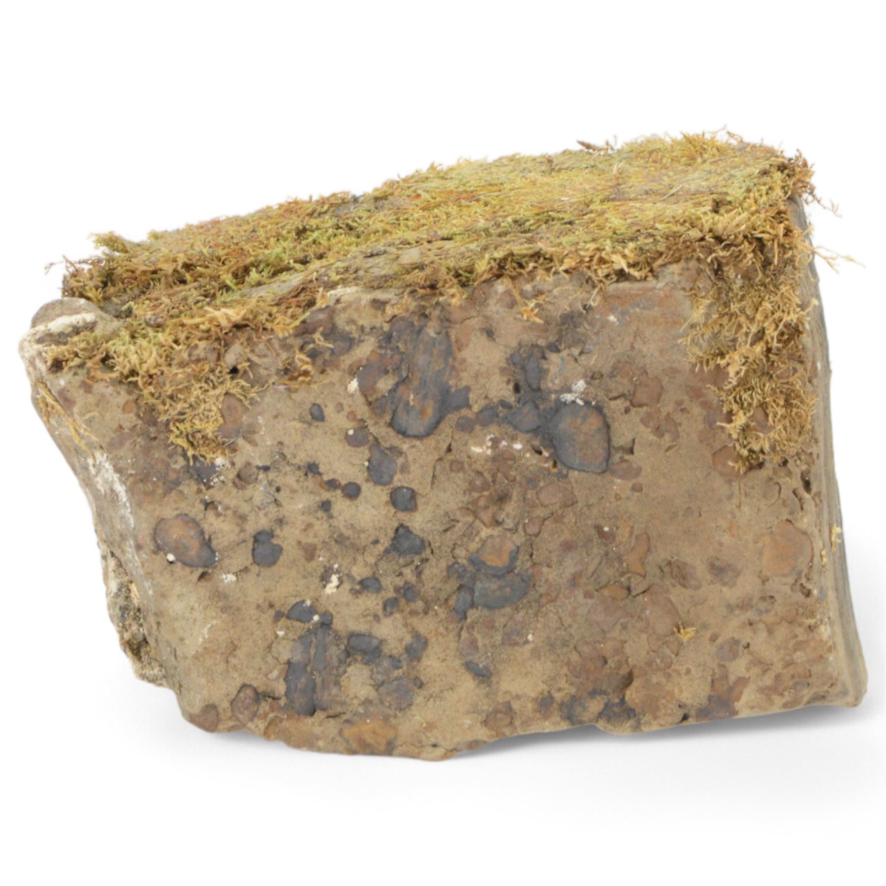 Petrified wood tree trunk/branch, sliced in cross-section with textured edge, H20cm