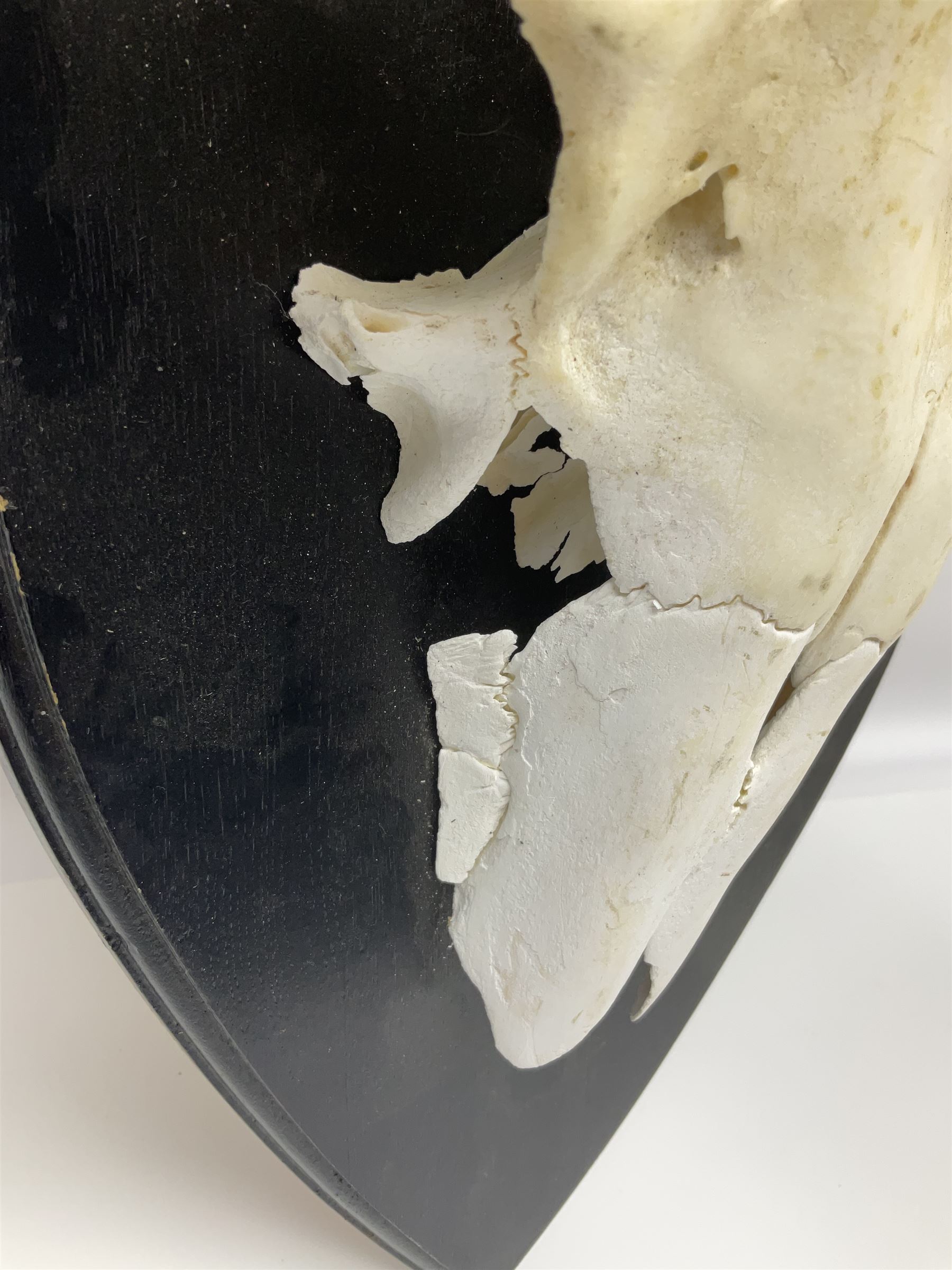 Antlers/Horns: Pair of European Moose (Alces alces) horns with upper skull, mounter upon a wooden shield, H45cm