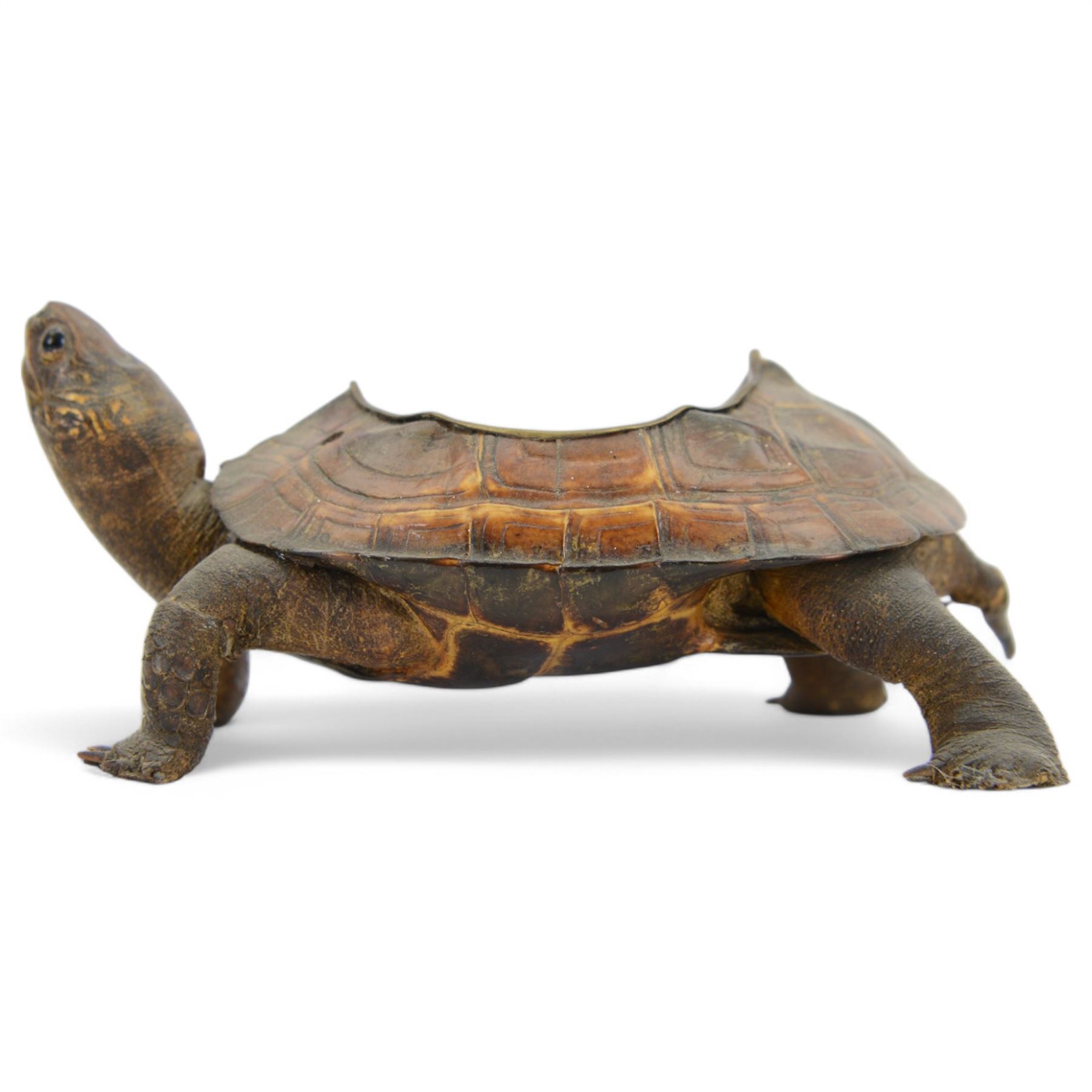 Taxidermy; Victorian novelty terrapin (Malaclemys terrapin) ashtray, together with another taxidermy terrapin, ashtray H8cm