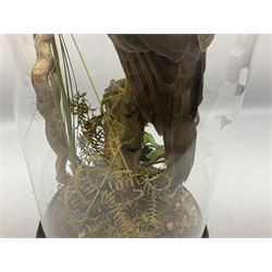Taxidermy; Victorian European Sparrowhawk (Accipiter nisus), a full mount adult with pray,  perched upon a tree stump amidst a naturalistic setting, encased within a glass dome with an ebonised base, H55cm