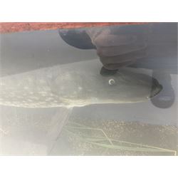 Taxidermy: Cased Northern Pike (Esox lucius), by M.P. Harman, Taxidermy, Thanet, Kent, a large preserved skin mount set above a pebbled river bed with reeds and grasses, set against blue painted back drop, enclosed within a large three panel glass display case, L137cm D33cm H49cm 