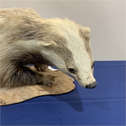 Taxidermy: Erythristic Badger (meles meles), full mount on open display, upon tree trunk section base, approximately L79cm