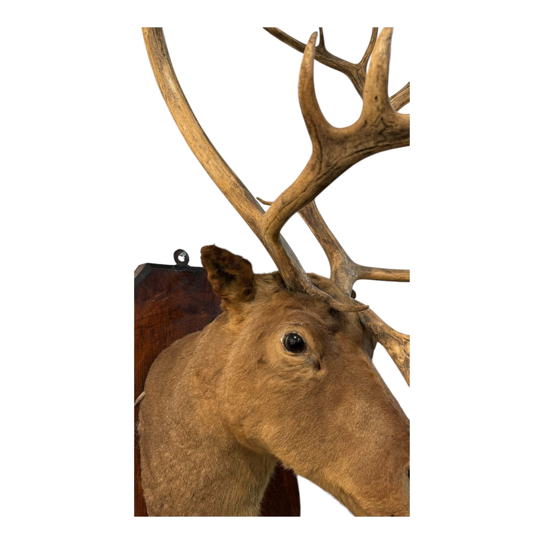 Taxidermy: Elk (Cervus Canadensis) shoulder mount looking straight ahead including an abnormal antler growth, upon a wooden shield, D60cm