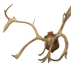 Antlers/Horns; Pair of Caribou Reindeer antlers (Rangifus tarandus), partial skull on wooden shield, D60cm