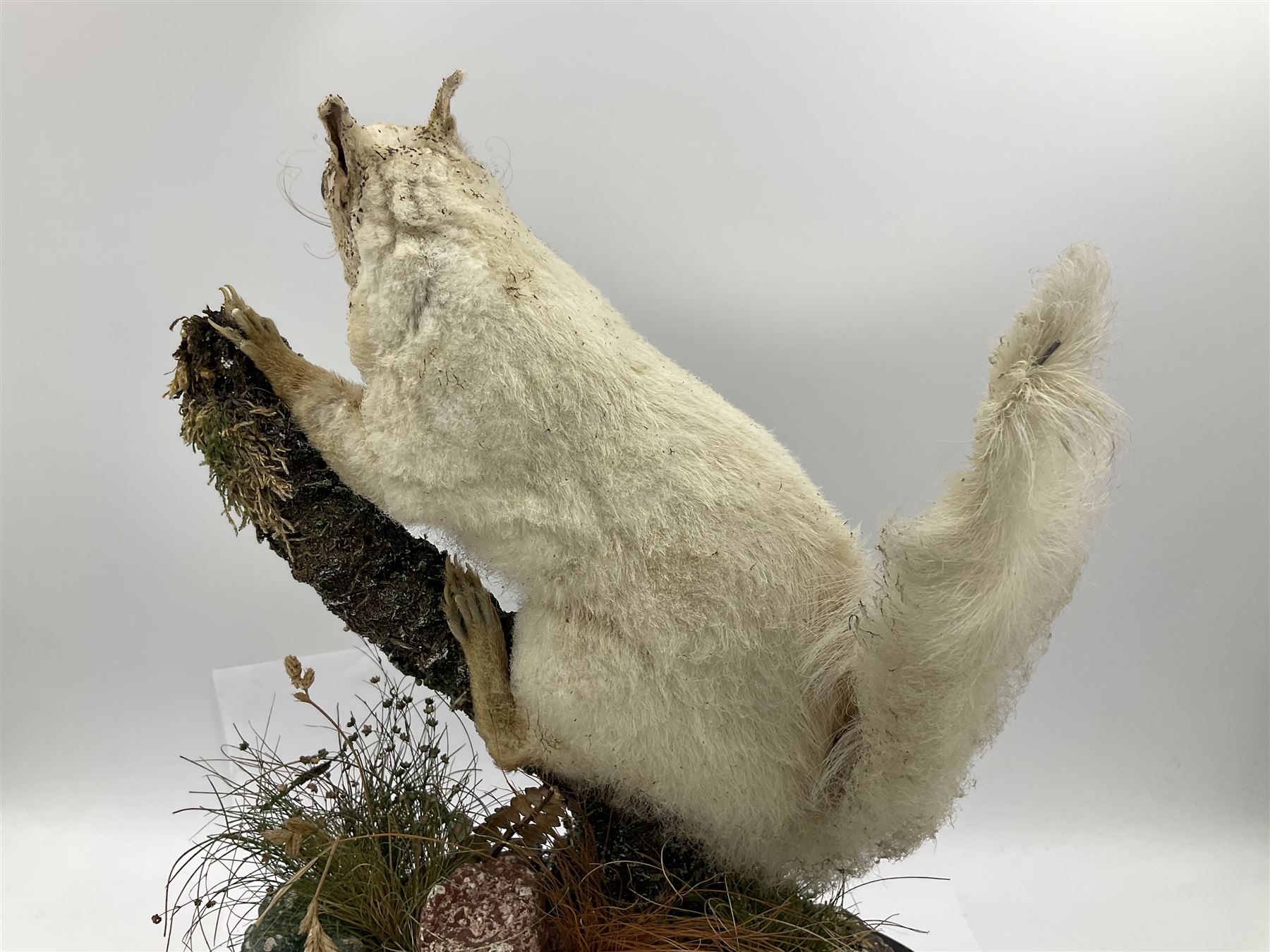 Taxidermy: Victorian cased Red Squirrel (Sciurus vulgaris), full mount holding a hazelnut, upon naturalistic ground, enclosed beneath a period oval glass dome with ebonised base, raised upon four bun feet H44cm D15cm W24cm