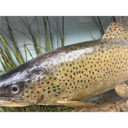 Taxidermy: Brown trout (Salmo trutta), skin mount set above a pebbled river bed with reeds and ferns, against blue painted back drop, enclosed within an ebonised bow-front display case, with 'Costa Beck June 8th 1920, Weight 3 3/4lbs',inscribed to the glass, H31cm, L62cm 