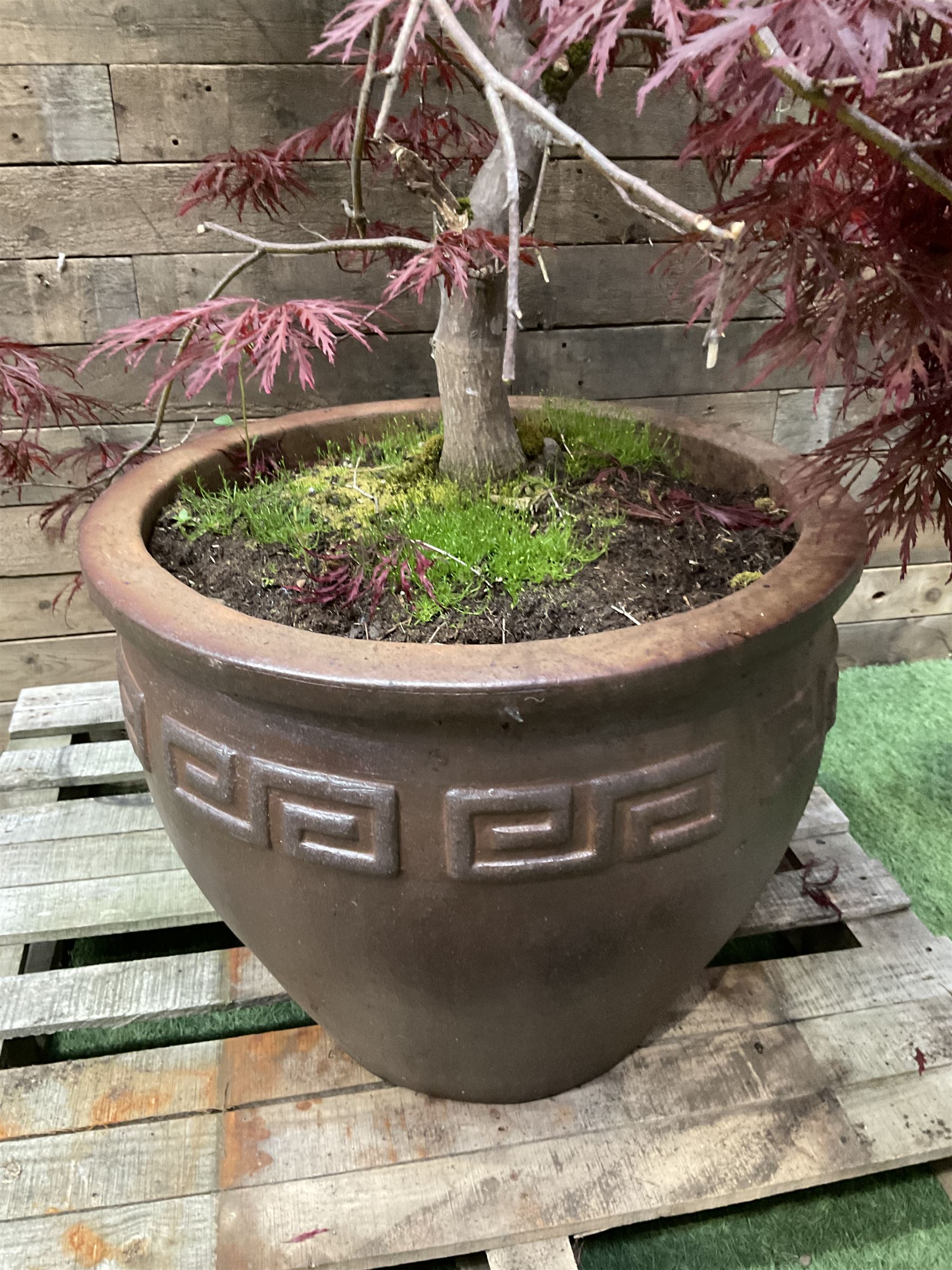 Large glazed planter with acer tree - THIS LOT IS TO BE COLLECTED BY APPOINTMENT FROM DUGGLEBY STORAGE, GREAT HILL, EASTFIELD, SCARBOROUGH, YO11 3TX