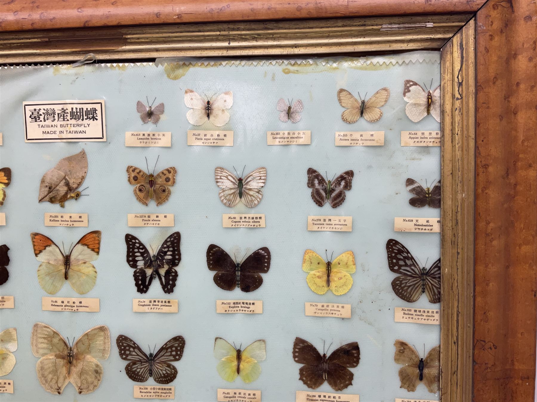 Taiwanese butterfly identification poster inscribed 