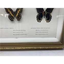 Entomology: framed glazed display of various butterflies, containing fifteen species, including Morpho Catenarius, Kallima Inachus, Papilio Dardanus, trogonoptera brookiana etc, H64cm, W63cm