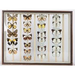 Entomology; Over one hundred butterfly specimens, mainly Delius  and African Colotis, including Delias Pheres, Delias ladas, Delias Iltis etc, housed within British Natural History Museum wartime cabinets with seven double glazed draws together with two illustrated books of the genus Dalius of the World, in Japanese with coloured plates of specimens and habitat images
The cabinets were used to house the entire collection of insects from the British Natural History Museum, which in turn were removed from the Museum to a safe place away from the London Blitz during World War Two, there were eight draws to each cabinet which had handles on the top for ease of lifting and transportation.They have adjustable corked wood slats so as to accommodate various size insects (Wing Spans etc), whilst keeping them in neat rows
