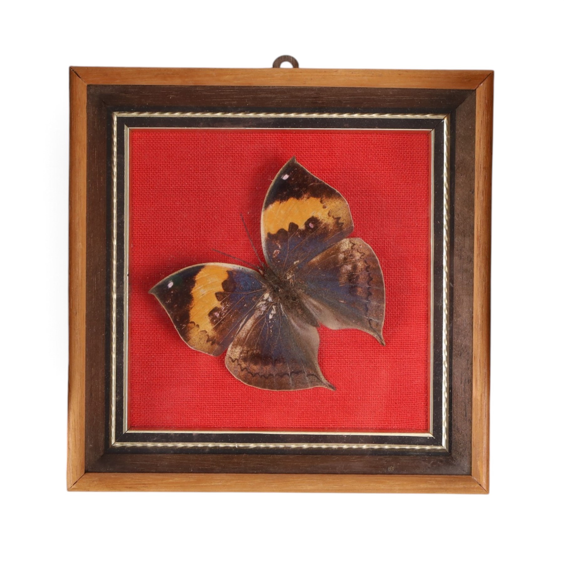 Entomology; Four framed butterfly displays including swallowtail, Blue Charaxes, Indian Oakleaf etc 