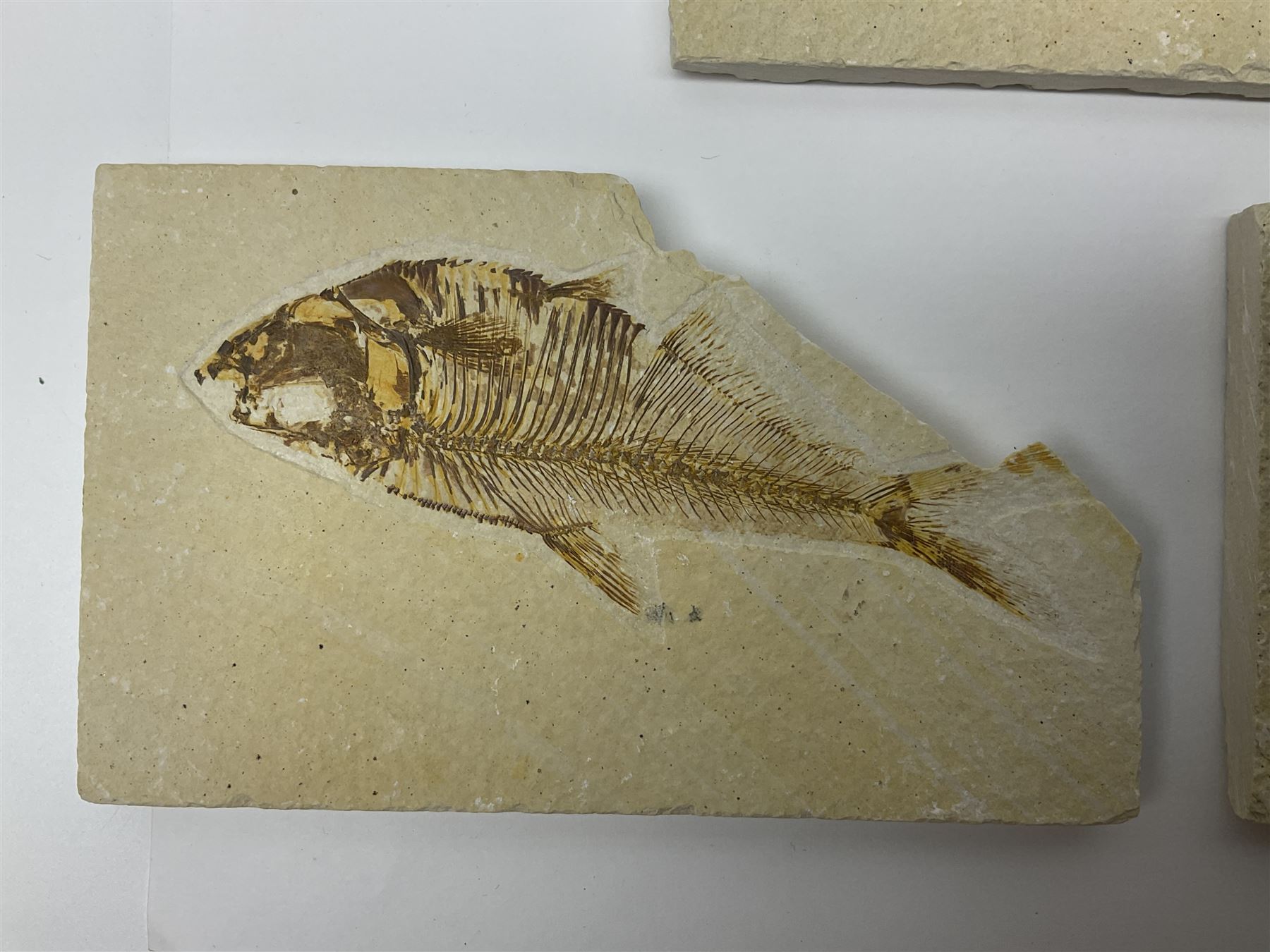 Three fossilised fish (Knightia alta) each in an individual matrix, age; Eocene period, location; Green River Formation, Wyoming, USA, largest matrix H9cm, L15cm