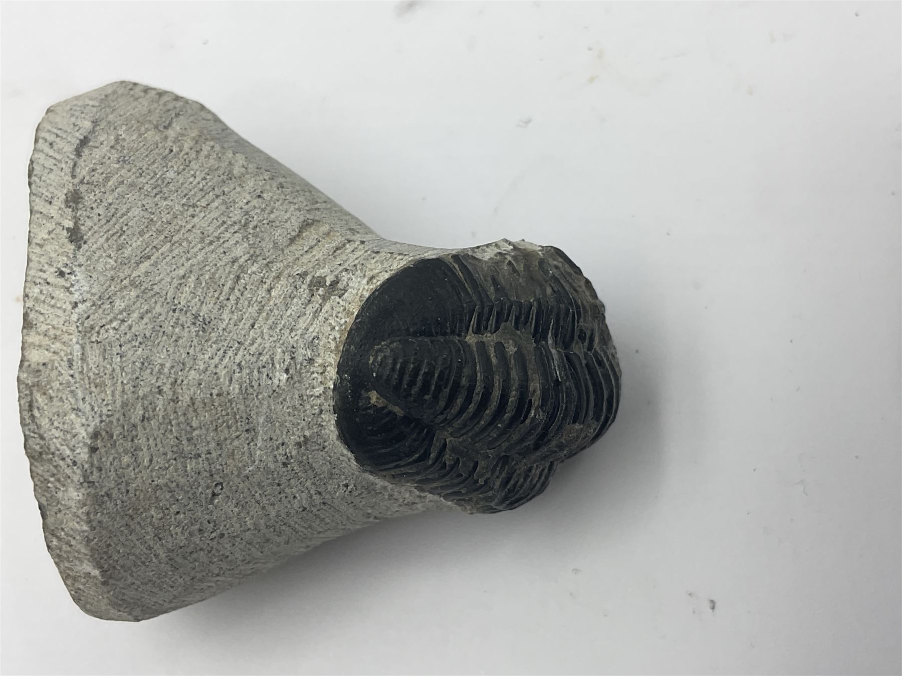 Dragonfly larvae (Libellula doris), together with four Mosasaur teeth, four trilobites (Crotalocephalina gibba) and one other tooth