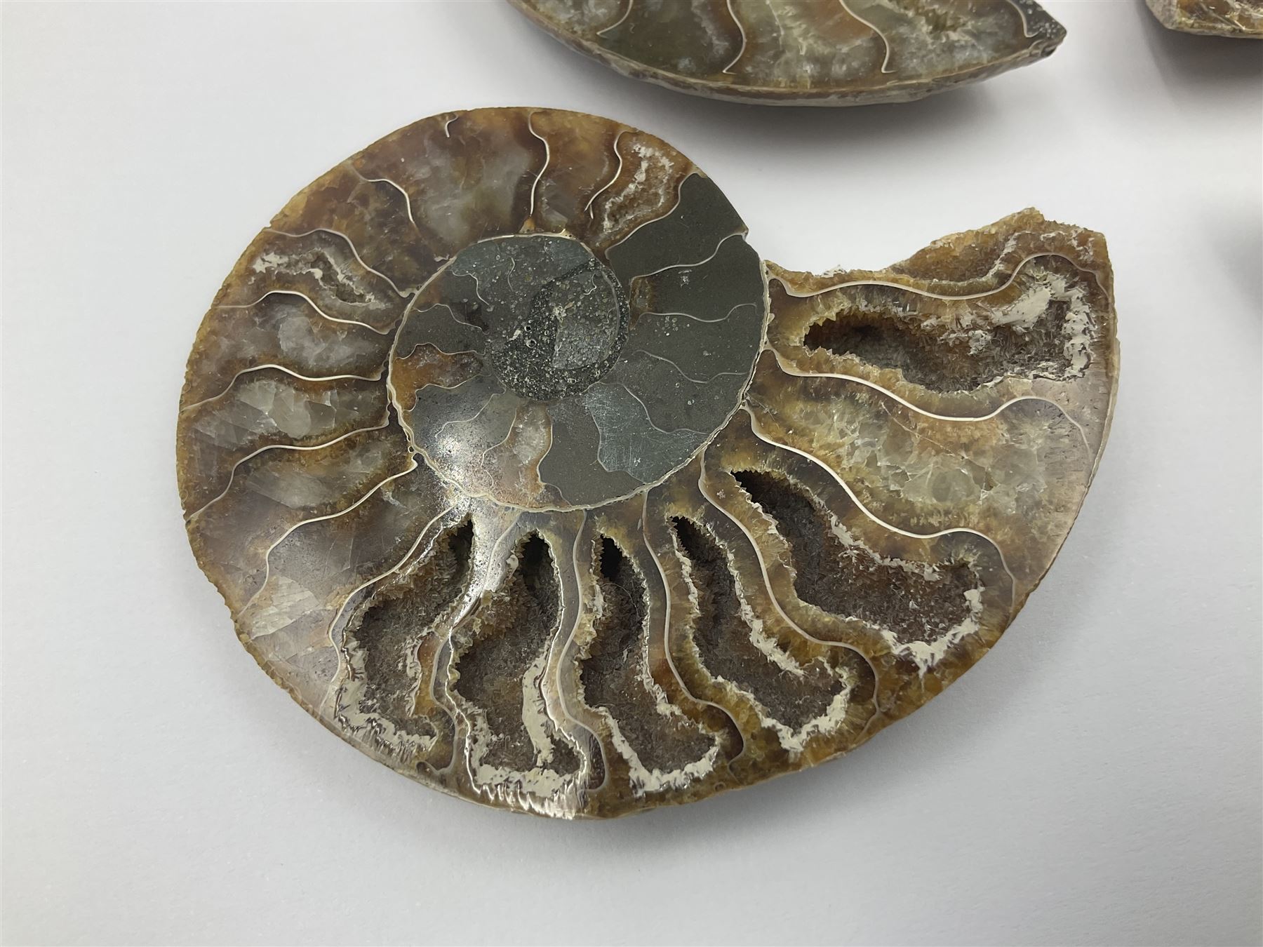 Two pairs of sliced ammonite fossils with polished finish, age: Cretaceous period, location: Madagascar, largest D7cm