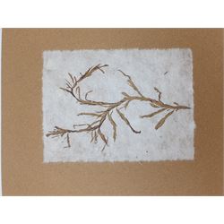 French Contemporary: ‘La Flore Marine de la Manche’, approx. 30 marine and botanical prints on handmade paper loose mounted in an album, each 20cm x 15cm