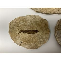 Three fossilised fish (Knightia alta) each in an individual matrix, age; Eocene period, location; Green River Formation, Wyoming, USAlargest matrix H8cm, L11cm