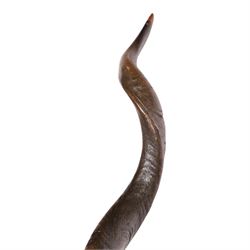 Horns/Antlers; pair of Kudu (Strepsiceros strepsiceros) horns, H95cm