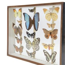 Entomology: Double glazed display of Butterflies and Moths, circa 20th century, double glazed display containing fourteen specimens, including Kallima Horsfieldii, Morpho Helenor,  Automeris Naranja, most with attached data labels, all pinned upon, enclosed within a double glazed display draw, H29cm, L38cm
By vendors repute; The double glazed draw is from the 1930's British Museum cabinets that were used to house the entire collection of insects from the British Natural History Museum, which in turn were removed from the Museum to a safe place away from the London Blitz during World War Two. There were 10 draws to each cabinet which had handles on the top for ease of lifting and transportation.They have adjustable corked wood slats so as to accommodate various size insects (Wing Spans etc), whilst keeping them in neat rows
