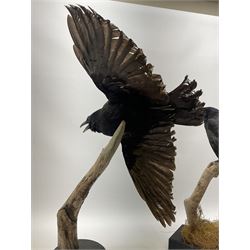 Taxidermy: Carrion crows (Corvus corone) modern, by award winning Taxidermist - Carl Church, Pickering, North Yorkshire, one specimen in flight, one perched on a tree, maximum H66.5.