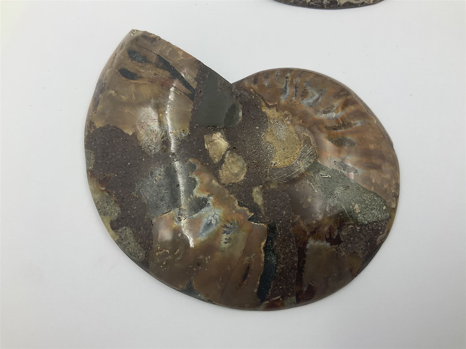 Two ammonite fossil slices, with polished finish, age: Cretaceous period, location: Madagascar, D12cm