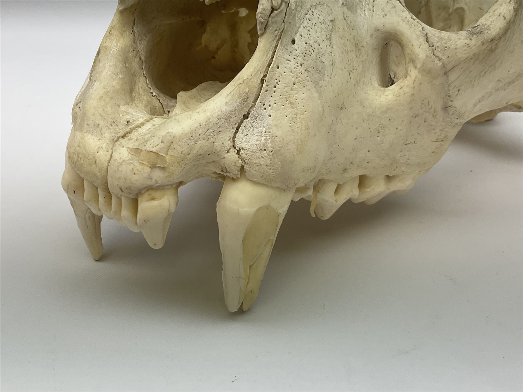 Taxidermy: Lion (Panthera leo), skull L34cm. 