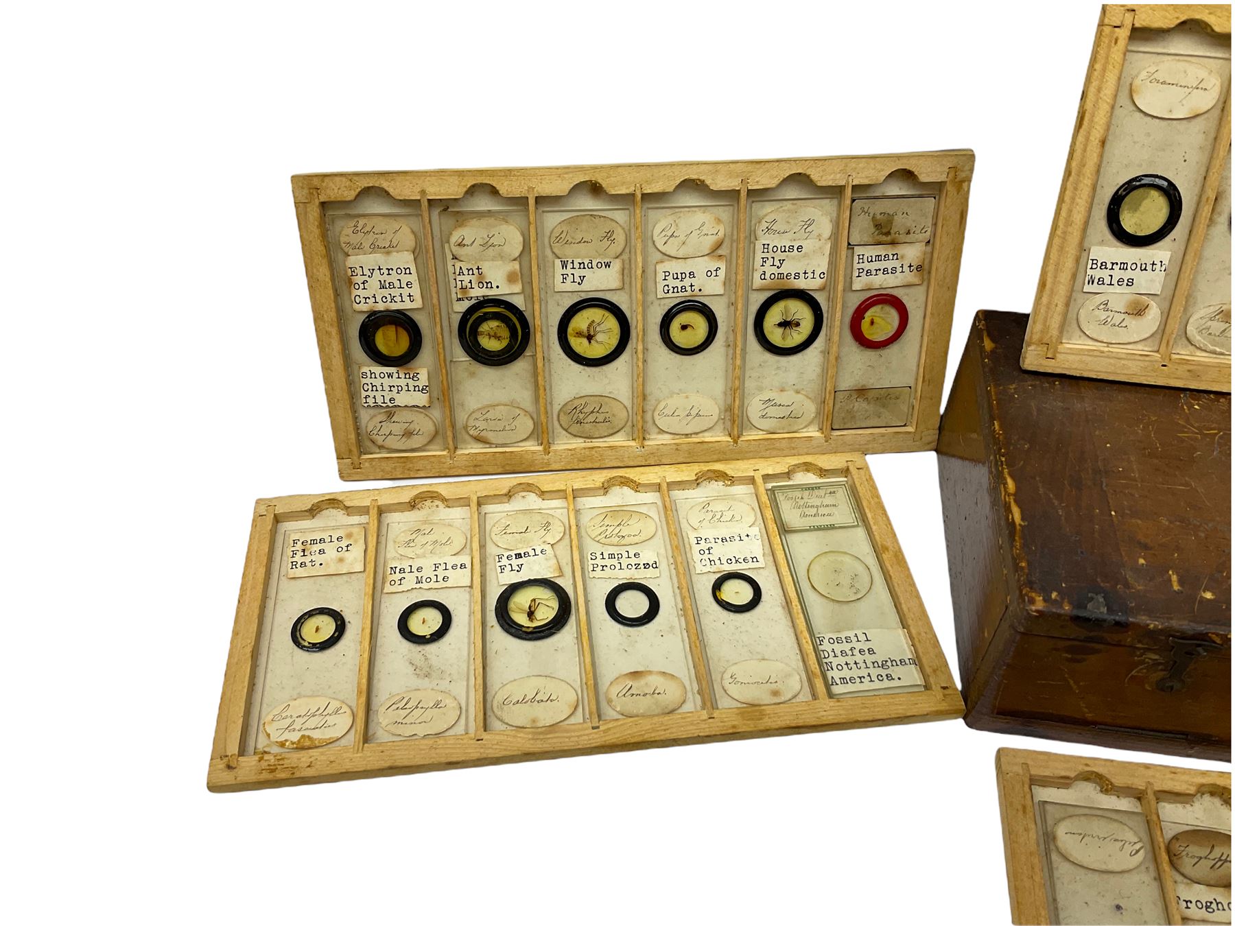 19th century and later, thirty-six microscope slides, to include entomology and plant specimens; cased    