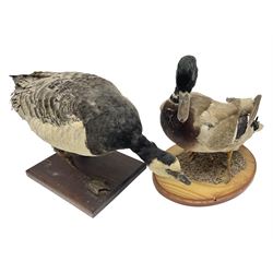Taxidermy; Barnacle goose (Branta leucopsis), full adult mount, upon a rectangular base, together with Mallard (Anas platyrhynchos), full mount drake, upon an oval base, goose H28cm