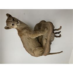 Taxidermy: South American Cougar (Puma concolor), circa 1971, full mount sat upon a wall mounted faux rock ledge, overall approximately H152 
