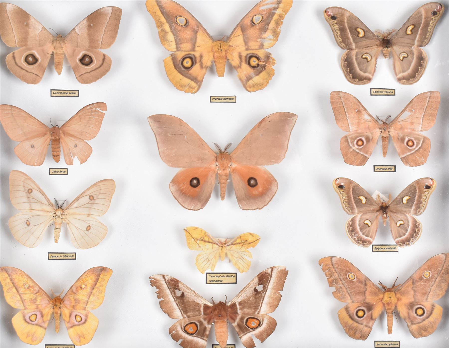 Entomology: Single glazed display of African Saturniidae (Emperors) moths, circa 20th century, single glazed display containing twelve various specimens, some with attached data labels, all pinned upon foam backing and named labels, enclosed within a glazed ebonised display case, H39cm, L50cm